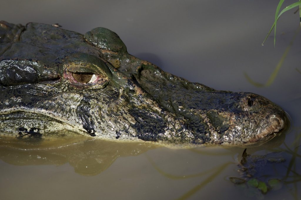 Krokodil in Kolumbien