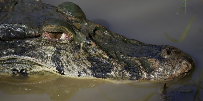 Krokodil in Kolumbien
