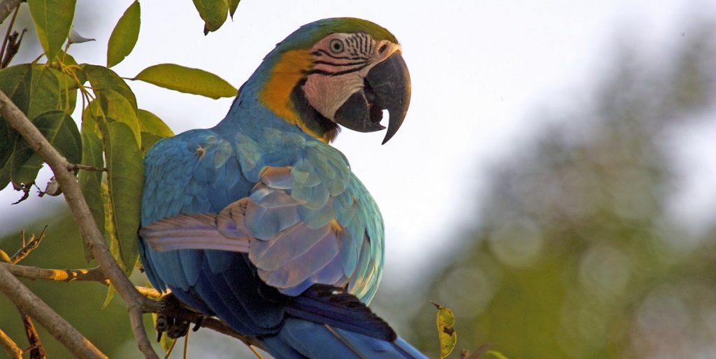 Farbenprächtiger Papagei im Amazonas, Kolumbien