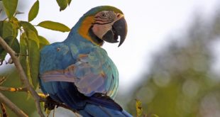 Farbenprächtiger Papagei im Amazonas, Kolumbien